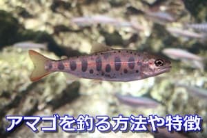 アマゴを釣る方法や特徴