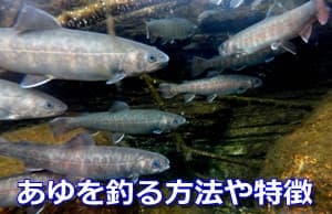 あゆを釣る方法や特徴