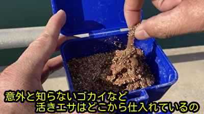 意外と知らないゴカイなど活きエサはどこから仕入れているの