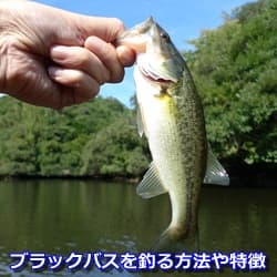 ブラックバスを釣る方法や特徴