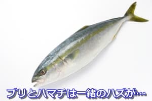 ブリとハマチは一緒のハズが…