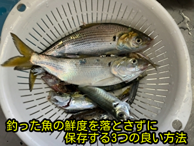 釣った魚の鮮度を落とさずに保存する3つの良い方法
