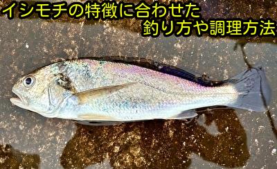 イシモチの特徴に合わせた釣り方や調理方法