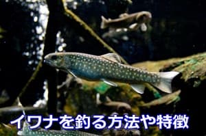 イワナを釣る方法や特徴