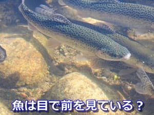 魚は目で前を見ている？