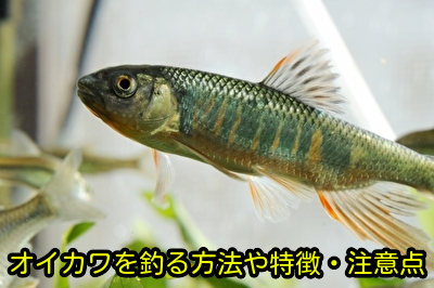 オイカワを釣る方法や特徴・注意点