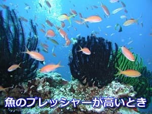 魚のプレッシャーが高いとき