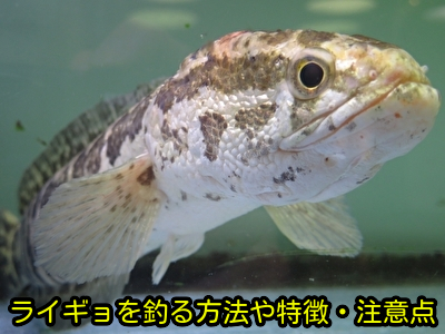 ライギョを釣る方法や特徴・注意点
