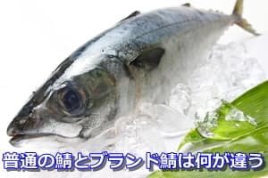 普通の鯖とブランド鯖は何が違う