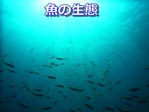 魚の生態