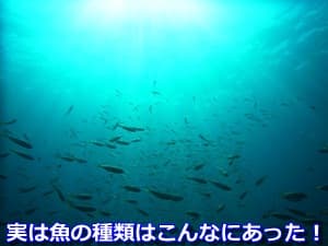 実は魚の種類はこんなにあった!