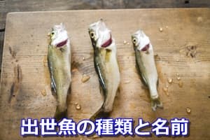 出世魚の種類と名前