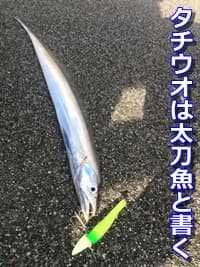 タチウオは太刀魚と書く