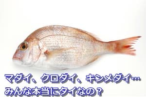 マダイ、クロダイ、キンメダイ…みんな本当にタイなの?