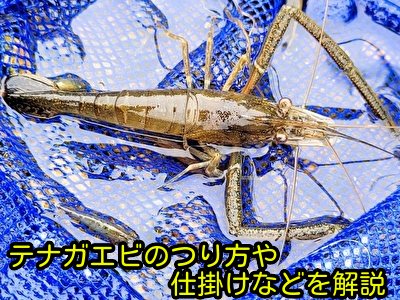 テナガエビのつり方や仕掛けなどを解説