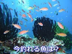 今釣れる魚は？