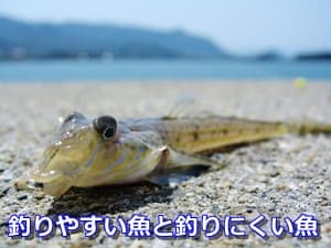 釣りやすい魚と釣りにくい魚